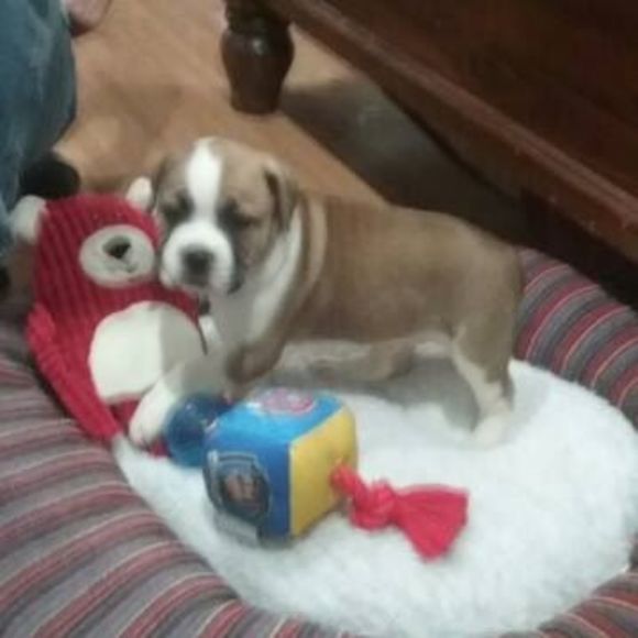 harleyallred